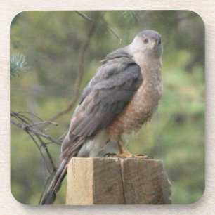 Cooper's Hawk Coaster