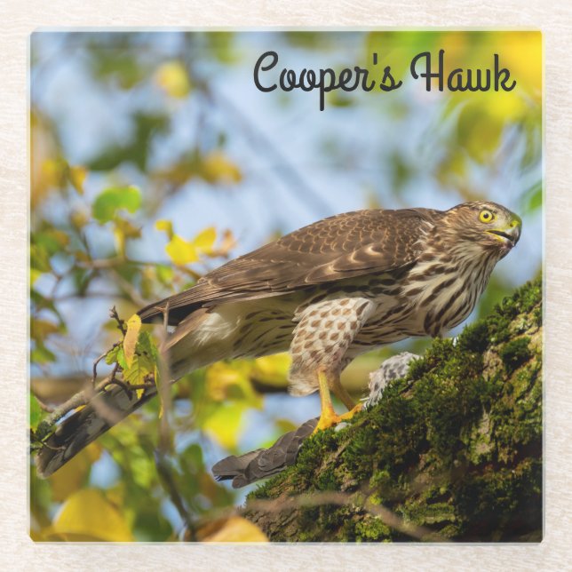 Cooper's Hawk Glass Coaster (Front)