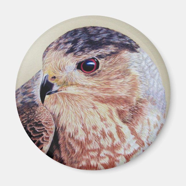 Coopers Hawk Magnet (Front)