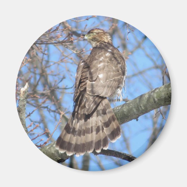 Cooper's Hawk magnet (Front)