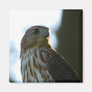 Cooper's Hawk Magnet