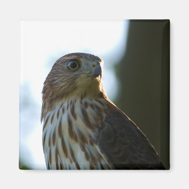 Cooper's Hawk Magnet (Front)