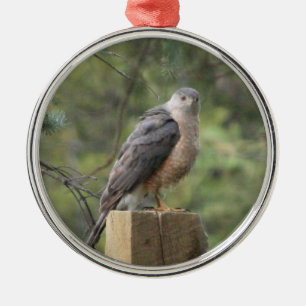 Cooper's Hawk Metal Tree Decoration