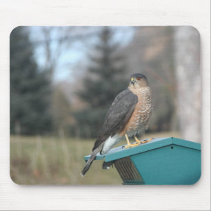 Coopers Hawk Mouse Pad