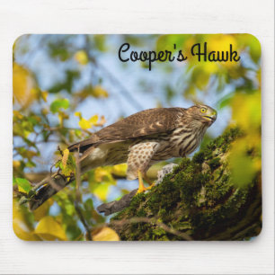 Cooper's hawk mouse pad