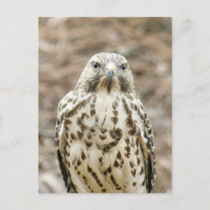Coopers Hawk Photo Postcard