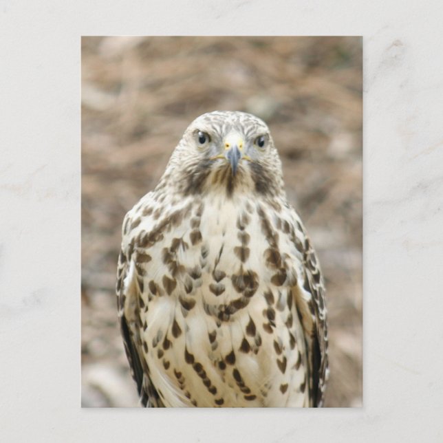 Coopers Hawk Photo Postcard (Front)