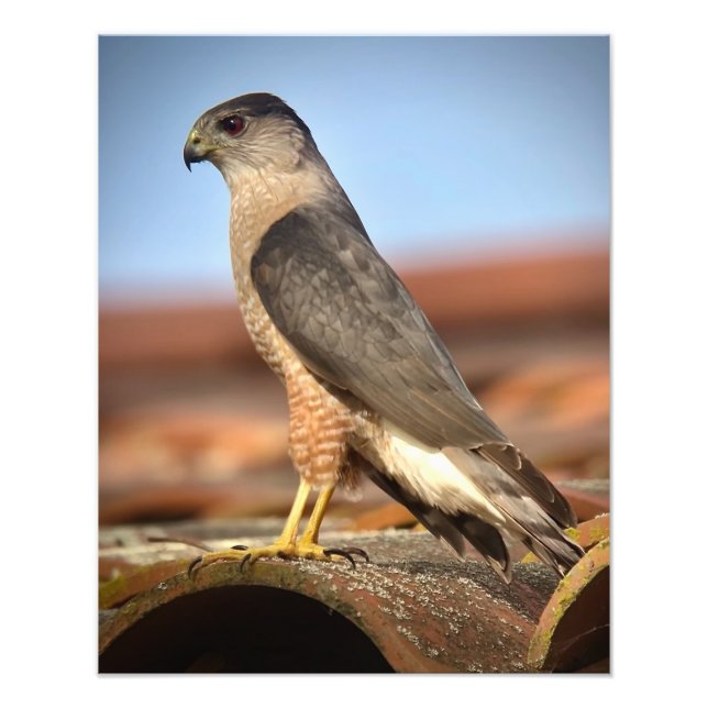 Cooper's Hawk Photo Print (Front)