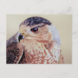 Coopers Hawk Portrait Postcard