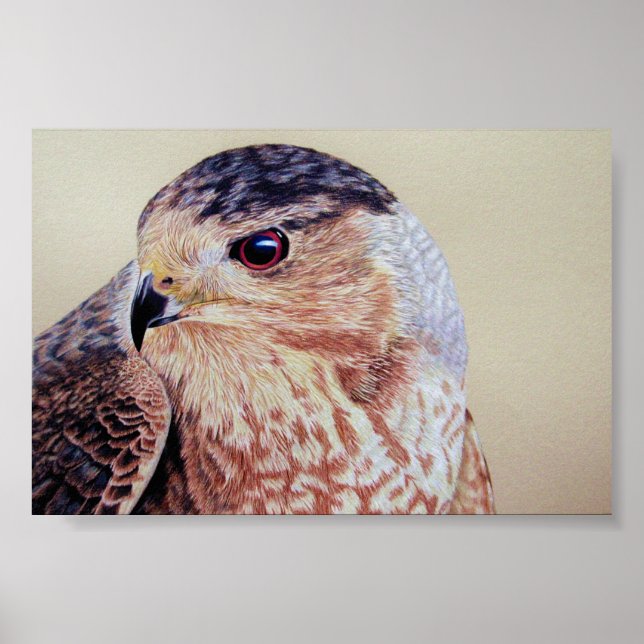 Coopers Hawk Portrait Poster (Front)