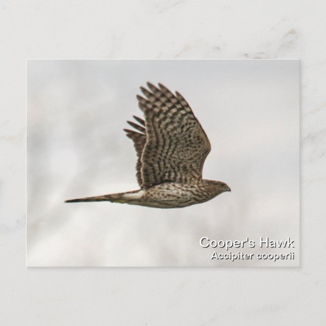Cooper's Hawk Postcard (Front)