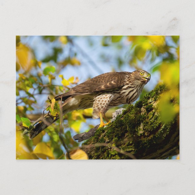 Cooper's Hawk Postcard (Front)