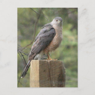Cooper's Hawk Postcard