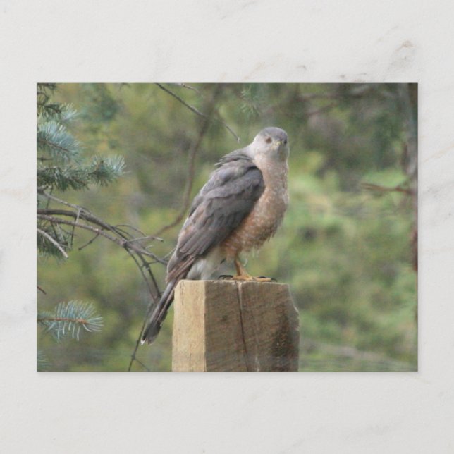 Cooper's Hawk Postcard (Front)