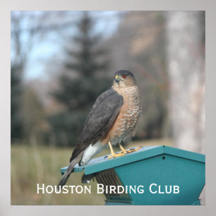 Coopers Hawk Poster
