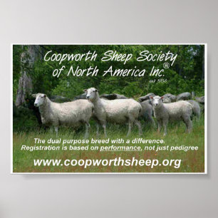 Coopworth Sheep Poster
