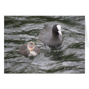 Coot and Chick Card