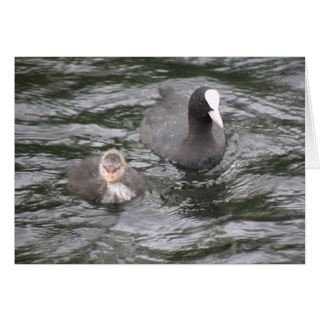 Coot and Chick Card (Front Horizontal)