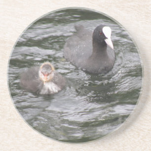 Coot and Chick Coasters