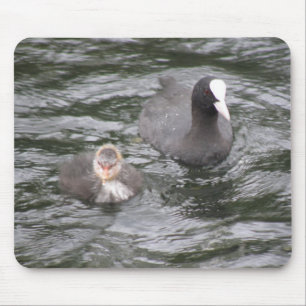 Coot and Chick Mousepad