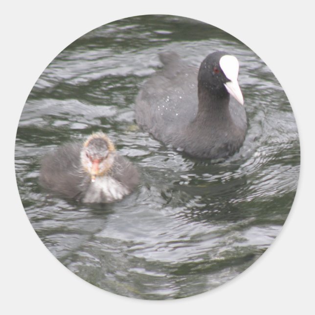 Coot and Chick Stickers (Front)
