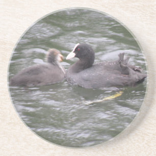 Coot Feeding Hungry Chick Coasters