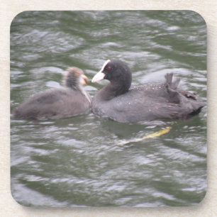 Coot Feeding Hungry Chick Cork Coaster