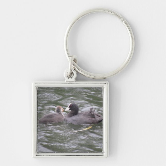 Coot Feeding Hungry Chick Keychain (Front)