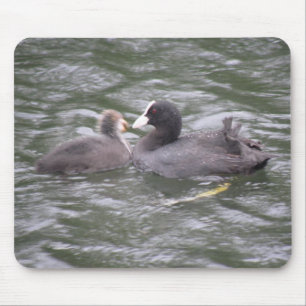 Coot Feeding Hungry Chick Mousepad