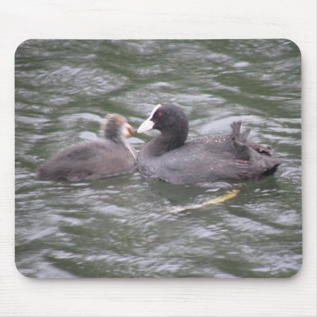 Coot Feeding Hungry Chick Mousepad (Front)
