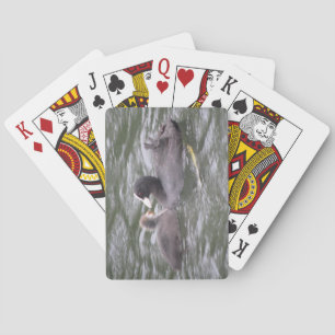 Coot Feeding Hungry Chick Playing Cards