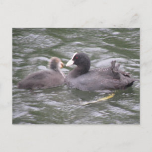 Coot Feeding Hungry Chick Postcard