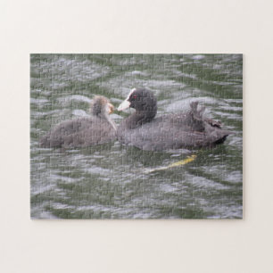 Coot Feeding Hungry Chick Puzzle