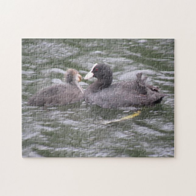 Coot Feeding Hungry Chick Puzzle (Horizontal)
