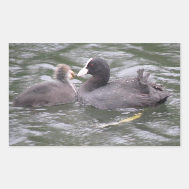 Coot Feeding Hungry Chick Stickers (Front)