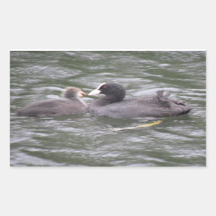 Coot Feeding Hungry Chick Stickers