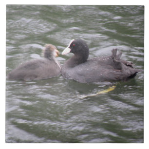 Coot Feeding Hungry Chick Tile