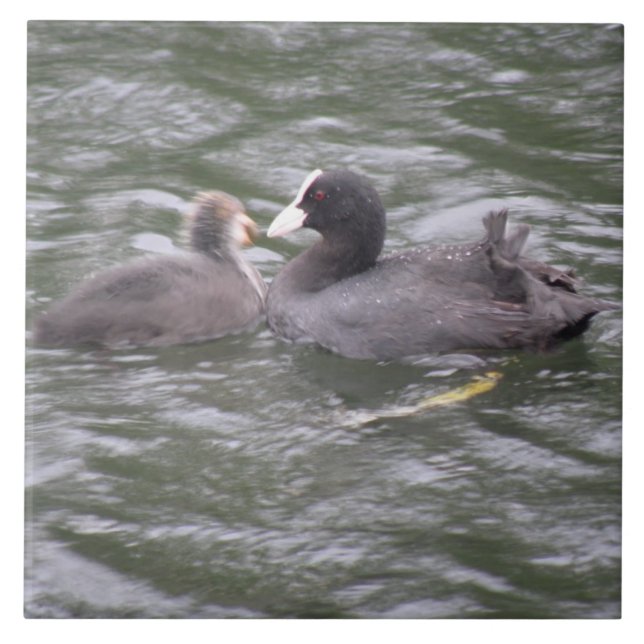 Coot Feeding Hungry Chick Tile (Front)