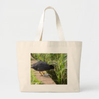 Coot