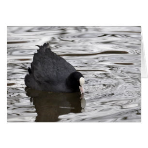 Coot on Silver Water