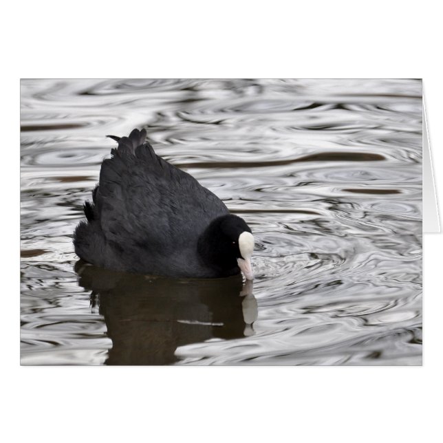 Coot on Silver Water (Front Horizontal)