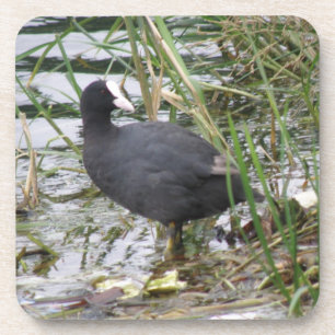 Coot on the Riverbank Cork Coaster