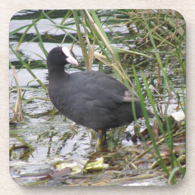 Coot on the Riverbank Cork Coaster (Front)