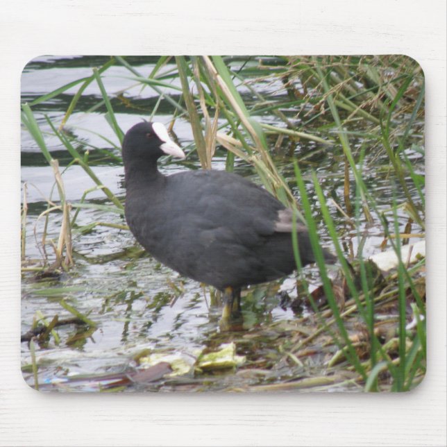 Coot on the Riverbank Mousepad (Front)