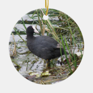 Coot on the Riverbank Ornament