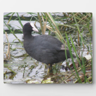 Coot on the Riverbank Plaque
