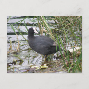 Coot on the Riverbank Postcard