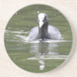 Coot Swimming Coasters
