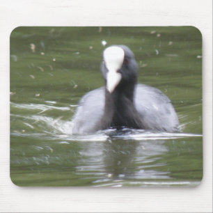 Coot Swimming Mousepad