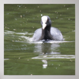 Coot Swimming Print